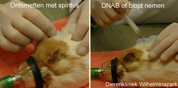 Met een DNAB of dunne naald biopt worden celletjes uit de bult opgezogen en op een glaasje aangebracht..